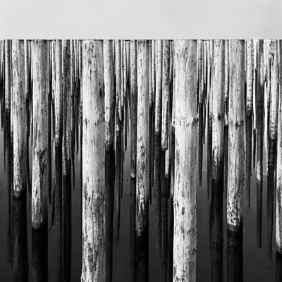 Photographic appendix to fragment TL-1155, subject Tunguska event, rubric archive.