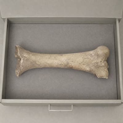 Photographic appendix to fragment TL-2890, subject Giant skeletons, rubric archive.